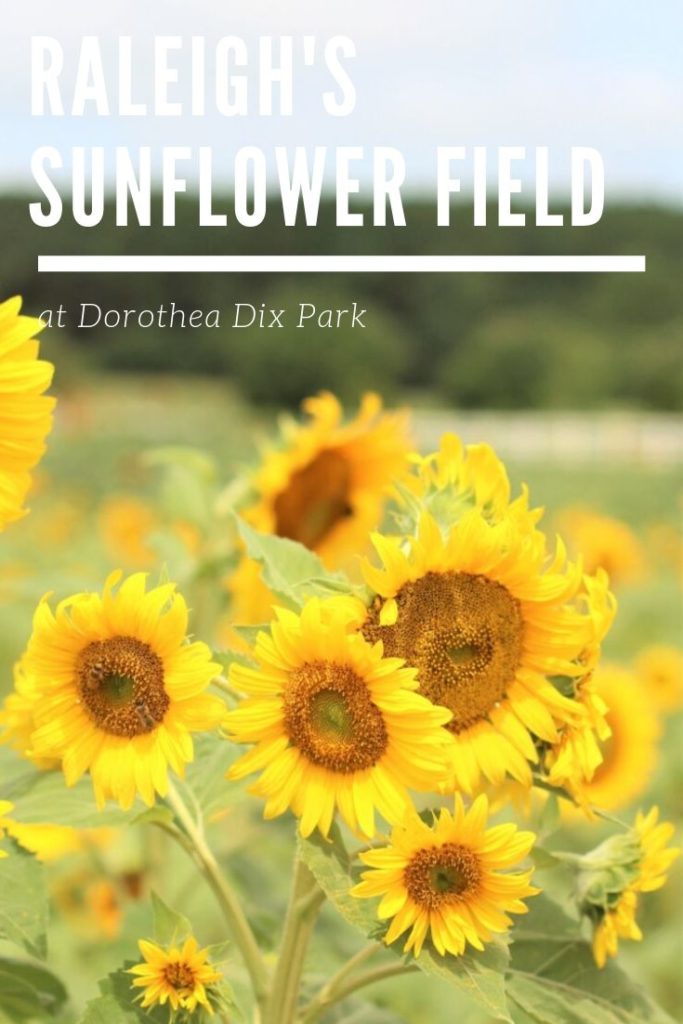 Summer fun in the Raleigh sunflower field - Convos with Karen