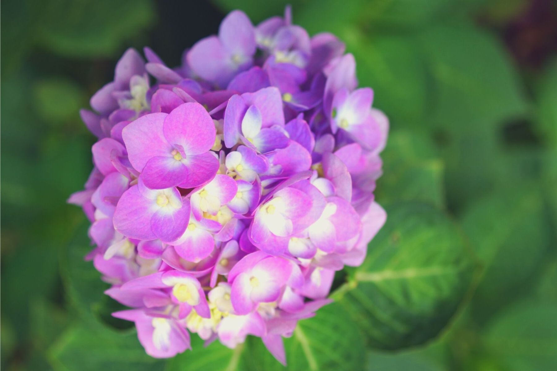 hydrangea how to reroot a plant gardening made easy