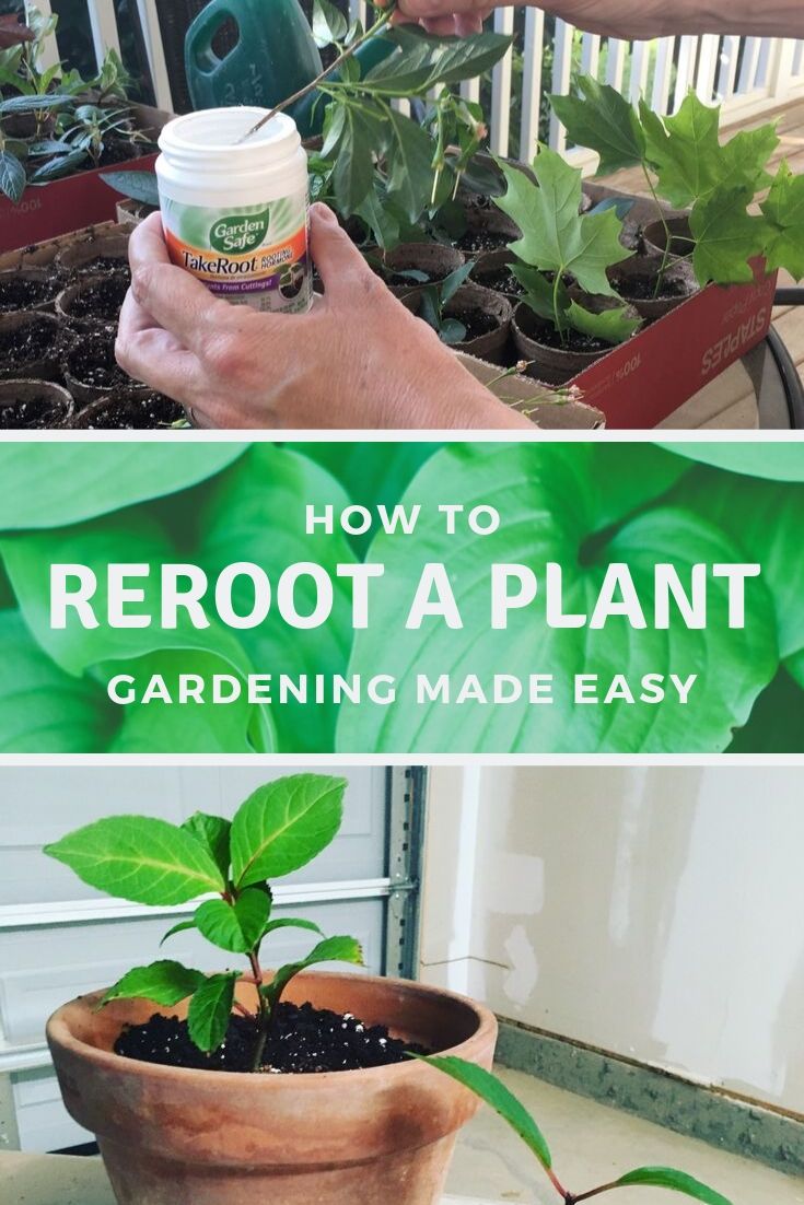 rerooting a plant with rooting hormone