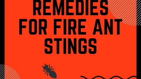 home remedies for fire ant stings
