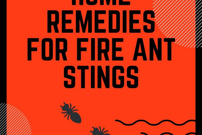 home remedies for fire ant stings